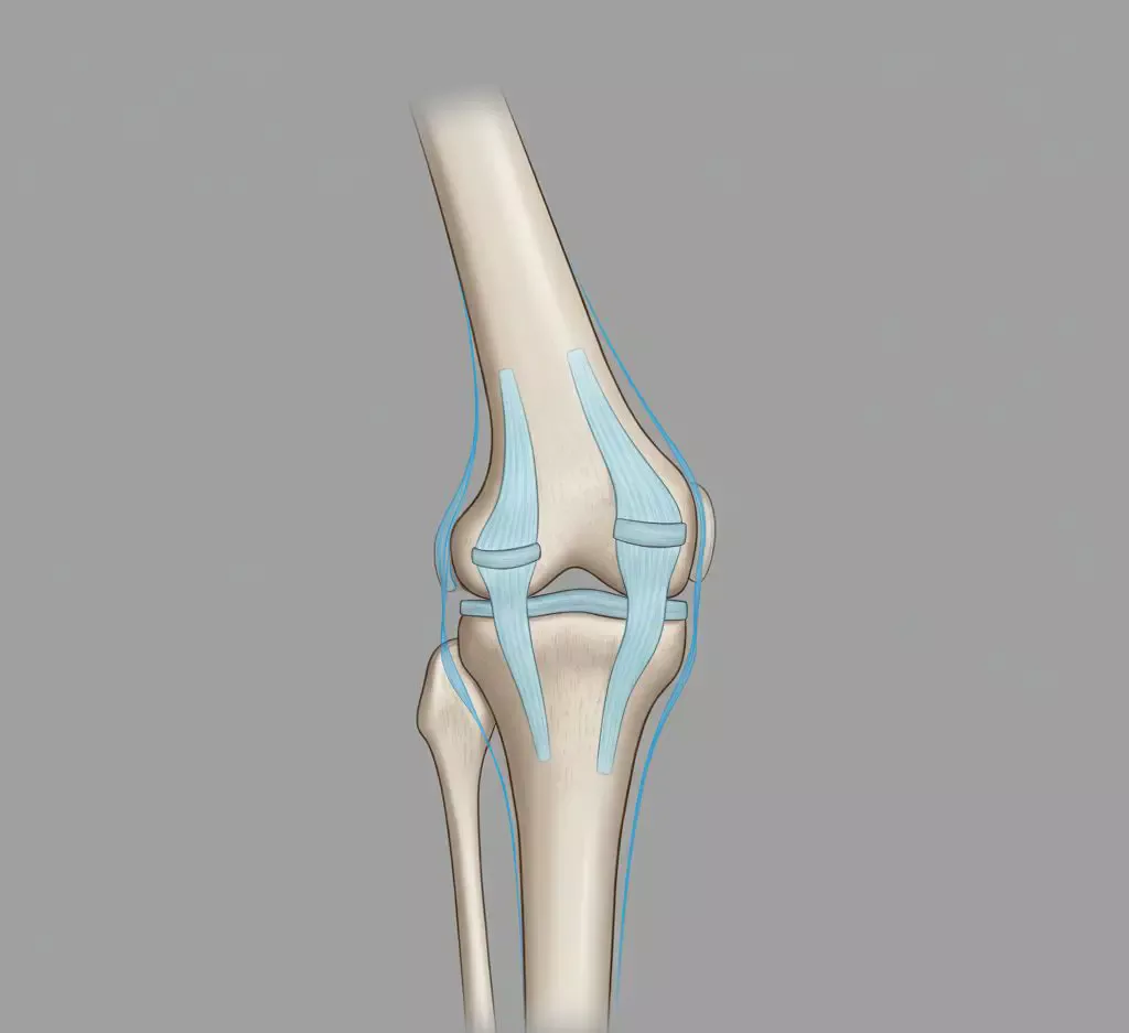Ілюстрація колінного суглоба