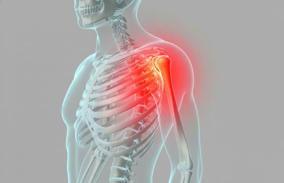 Ілюстрація плечового суглоба